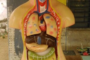 DSC_0011_5-1152x2048 DSC_0011_5-1152x2048